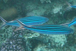 Caesio striata - Schwarzstreifen-Füsilier